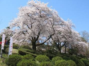 地元村松公園の桜を紹介します
